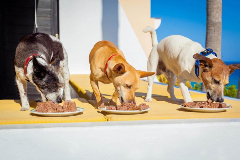 drei Hunde fressen ihr Hundefutter