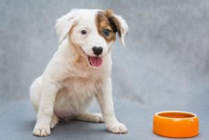 ein Hundewelpe wartet vor seinem Futternapf auf sein Fressen