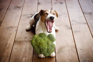 ein Hund mit Bio Brokolli