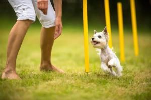 ein Hund und sein Herrchen beim Agility