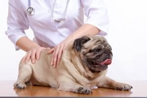 ein Mops wird beim Tierarzt untersucht