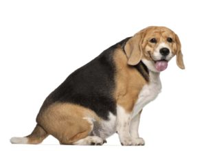 ein stark übergewichtiger Hund