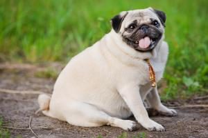ein übergewichtiger Mops