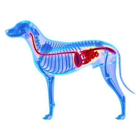 Grafik Verdauung Hund Vorschaubild